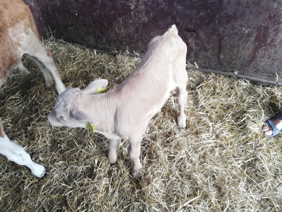 Sprzedam Cielaki Mięsne