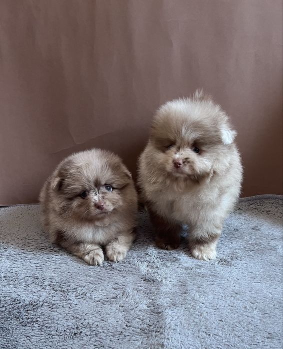 Два мальчика шпица , pomerania