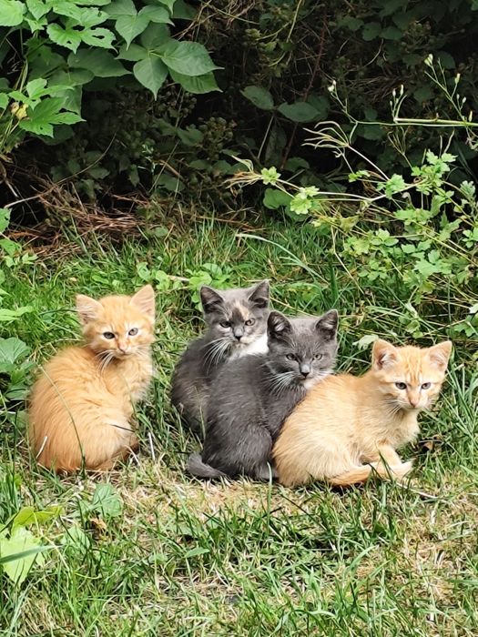 Подарую котиків муркотиків