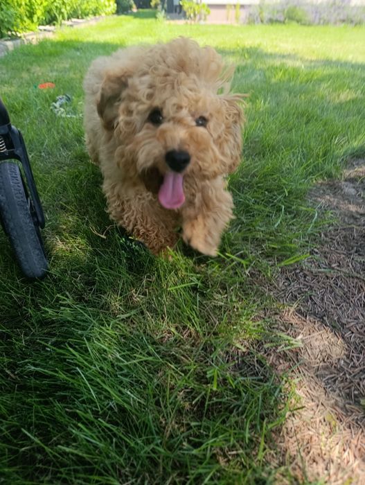 piękna suczka Cavapoo