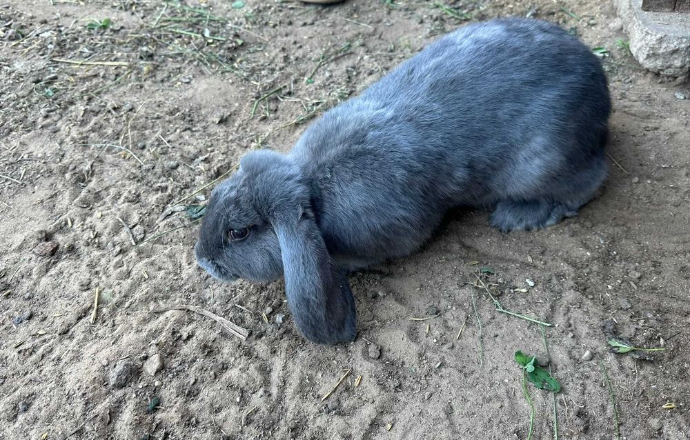 Sprzedam króliki – młode i dorosłe, samce i samice!