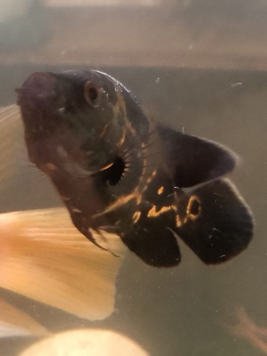 Rybki pawie oka oscary