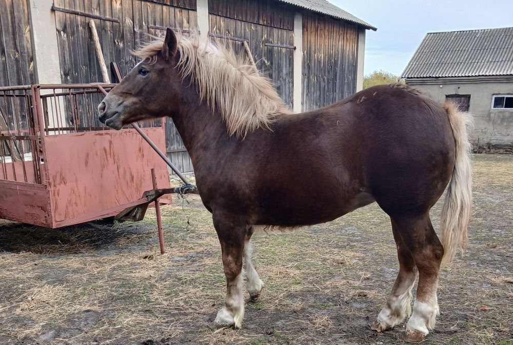 Źrebica 1 rok, księga główna, kasztanka zimnokrwista