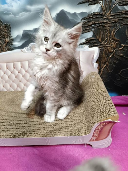 Piękna srebrna koteczka Maine Coon
