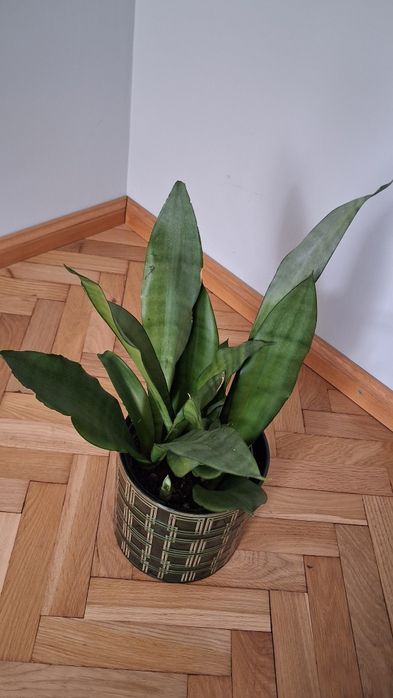 Sansewieria moonshine