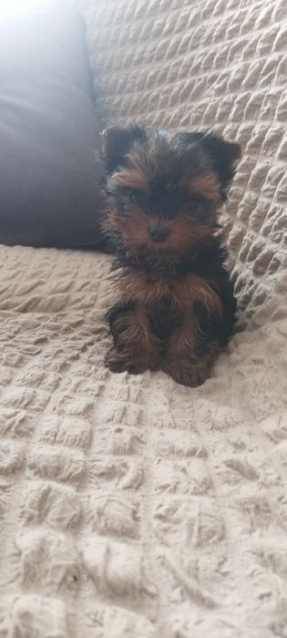 Йоркширский терьер