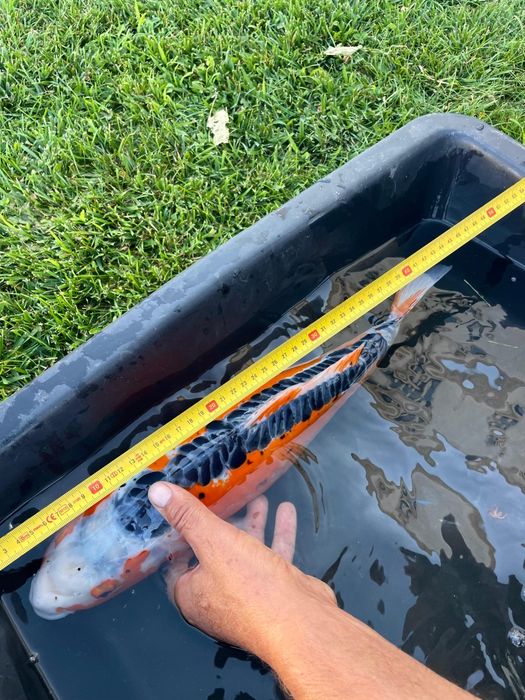 Carpas koi  cerca de 45 cm