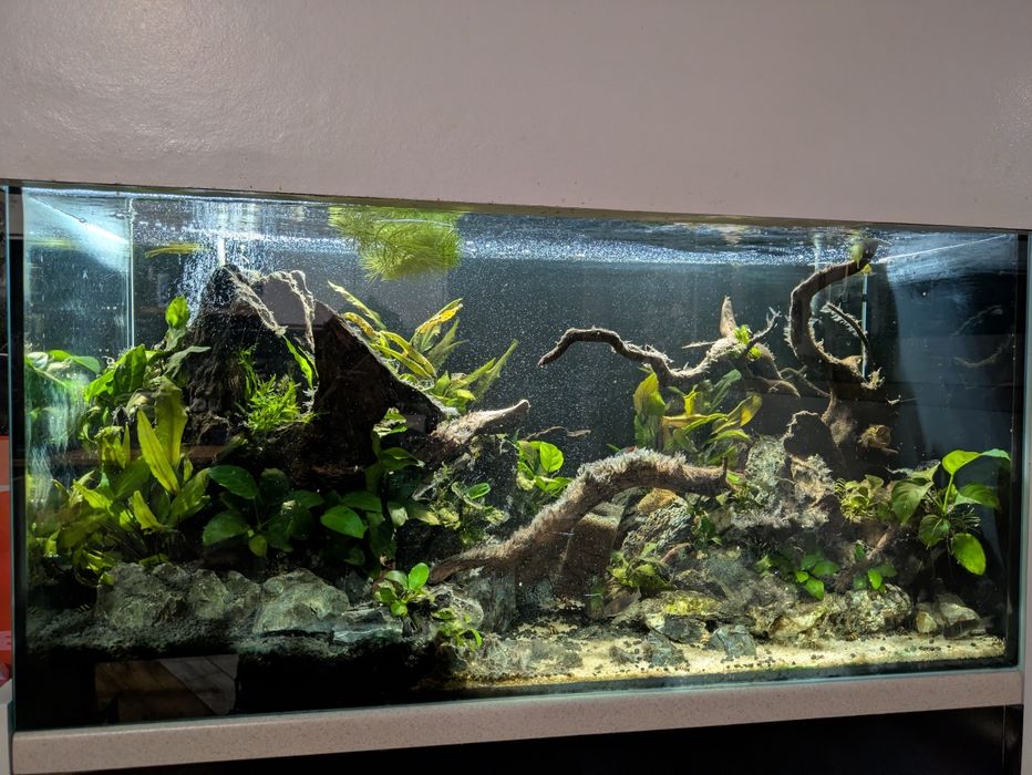 Akwarium 112l wyposażenie+aranzacja