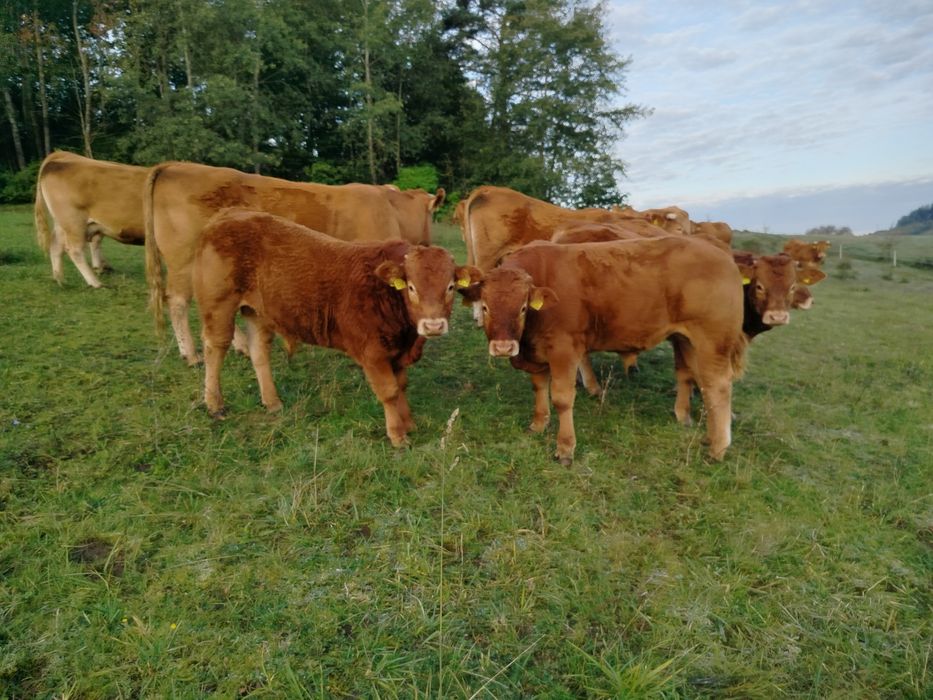 Byczki jałówki limousine LM odsadki