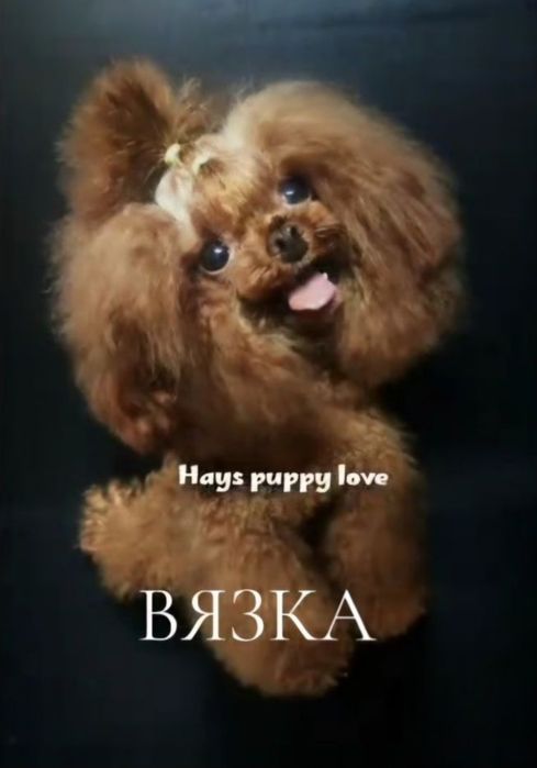 ‼️Беби фейс холка 18 см