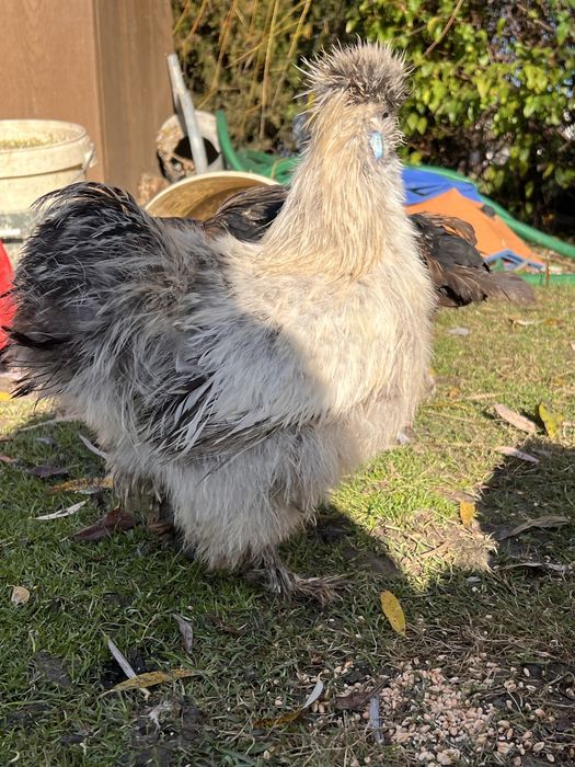 Silki , kury ozdobne ( koguty )