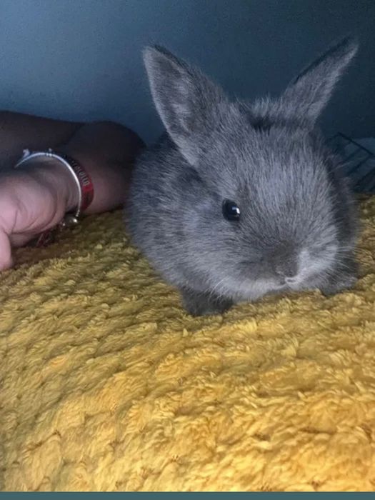 Coelho bebé lindo/meigo