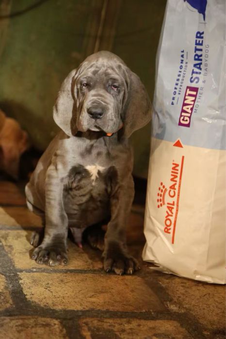 Piękny Szczeniaczek Dog Niemiecki Błękitny Rodowód FCI