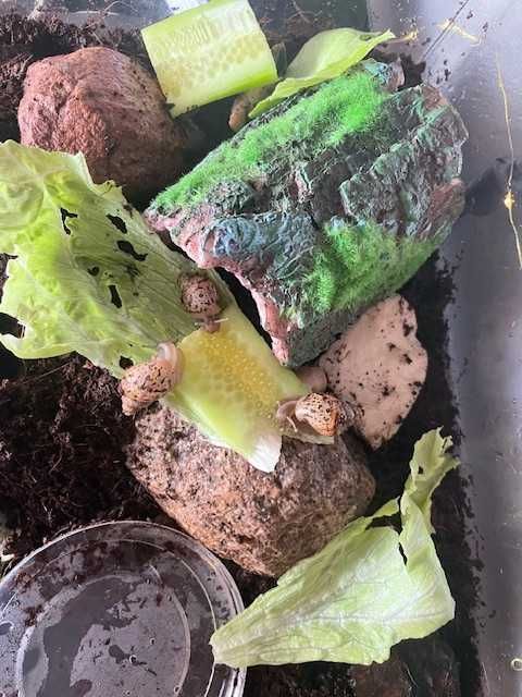 Sprzedam Ślimaki afrykańskie Lissachatina (Achatina)fulicia .