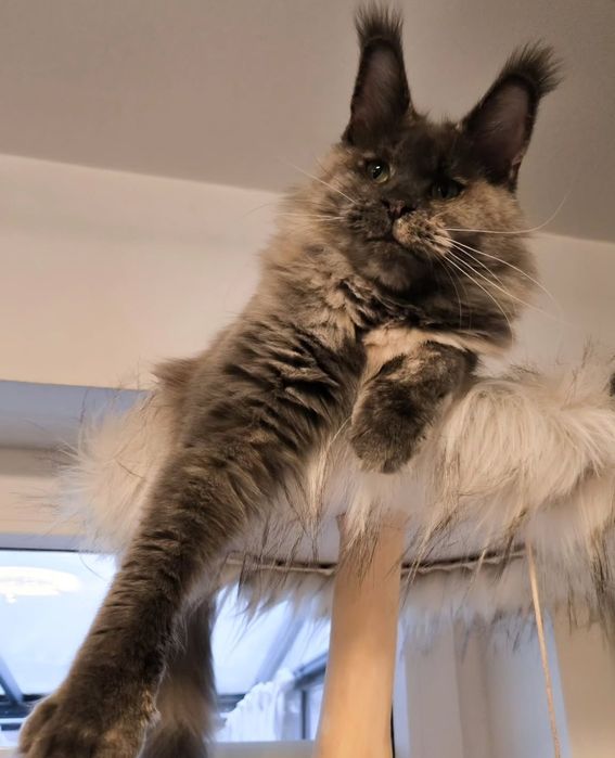 Vip Mainecoon Мейн-куны