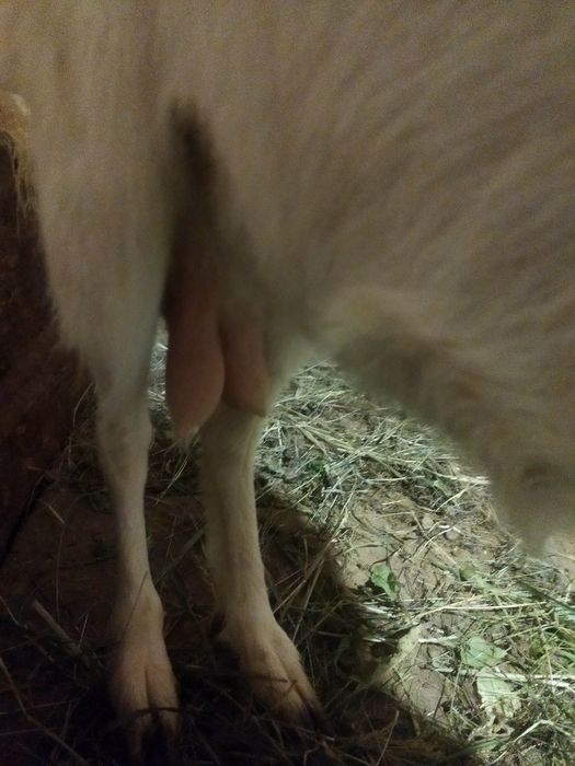 Продам дойных коз