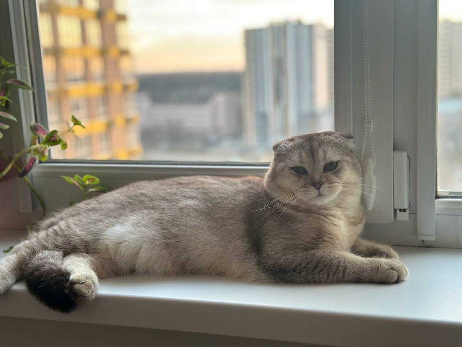 Вязка шотландський шиншиловий висловухий кіт