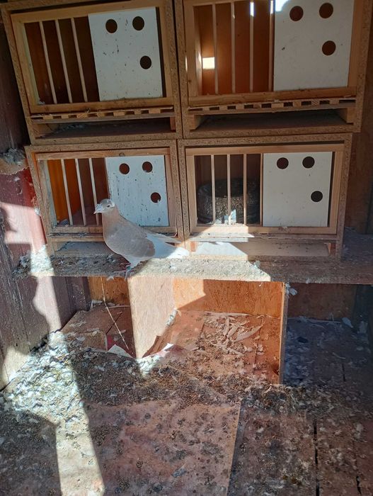 Gołębie Staropolskie