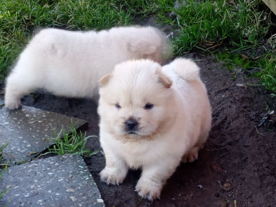 Chow Chow suczka Cream