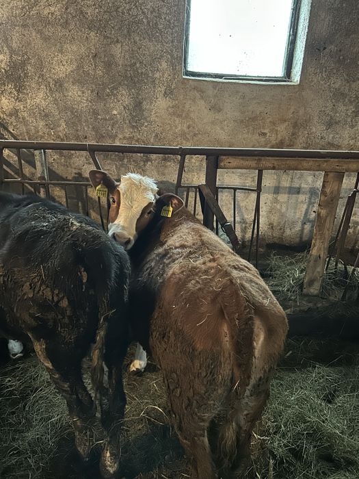 Sprzedam byka i jałówke