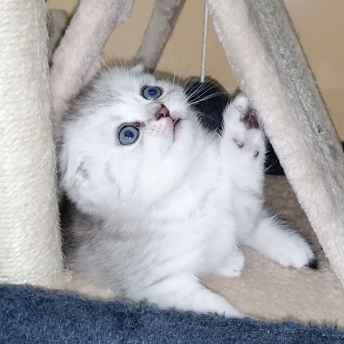 Gatinha Scottish Fold