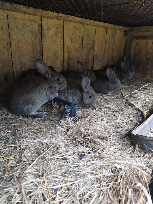 Молодняк кролика