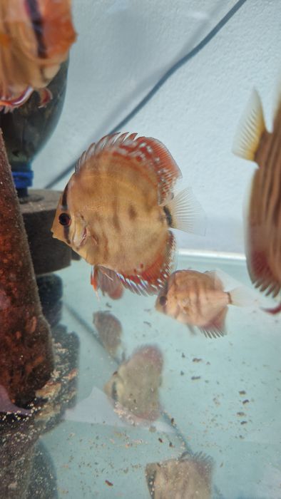 Pack 8 discus juvenis