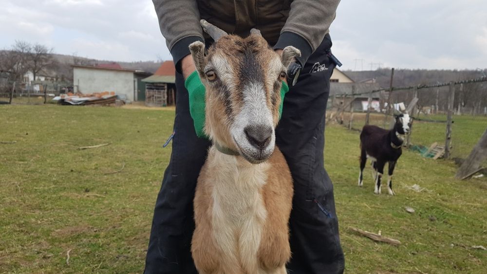 Продам дойну козу, перший окот