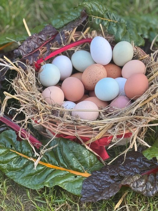 Jajka z wolnego wybiegu