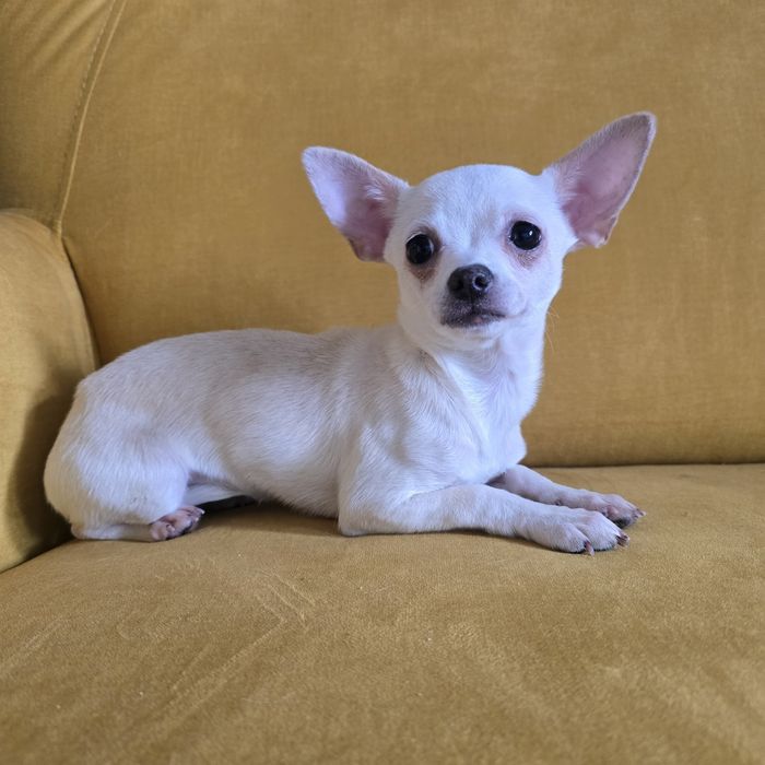 Chihuahua  suczka beżowa komplet szczepień