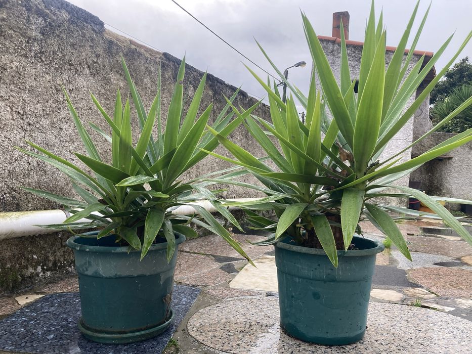 Yucas vários tamanhos
