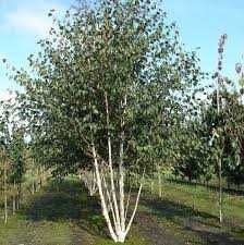 BRZOZA DORENBOS Betula utilis "Jacquemontii" 10-12