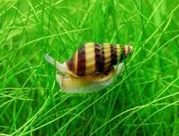 Акваріумні рослини