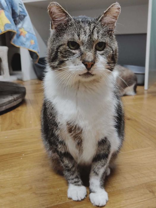 Paluch lub Paluszek jak kto woli/ Dorosły kot szuka domu