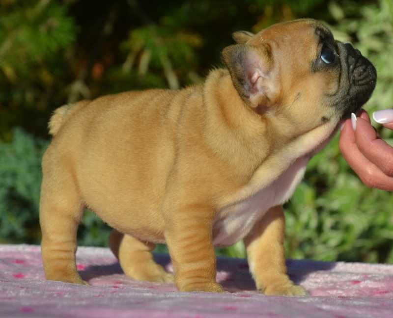 Buldog Francuski