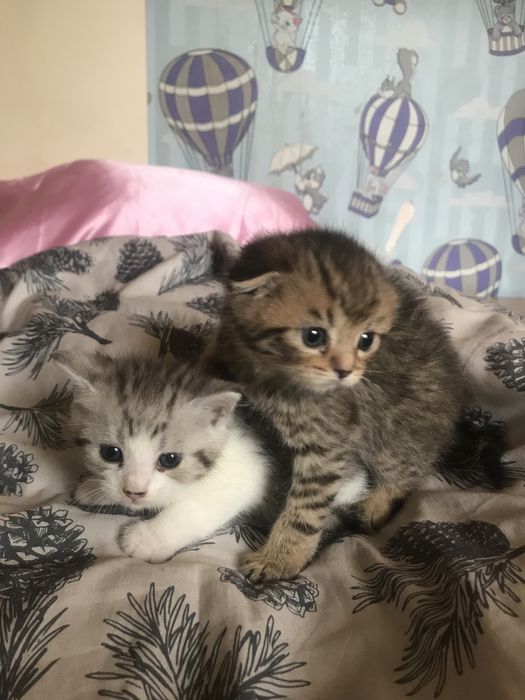 Відам котенят-дівчаток у добрі руки!