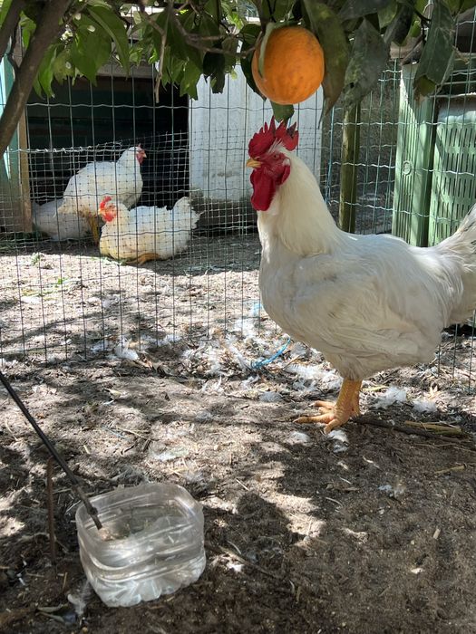 Galos caseiros com carne muito boa com cerca de 6a7 kilos