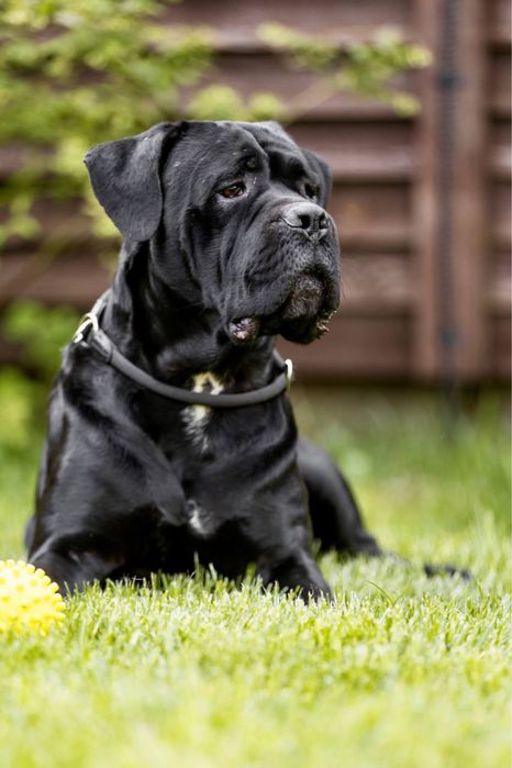 Титулованый кобель, черного окраса