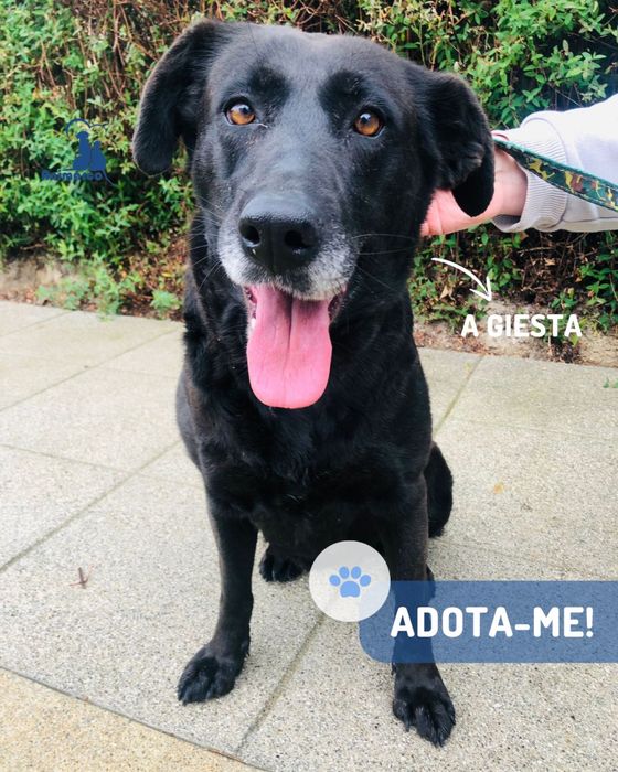 Giesta cadela para adoção