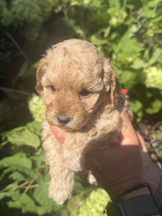 Cudowna sunia maltpoo- rezerwacja