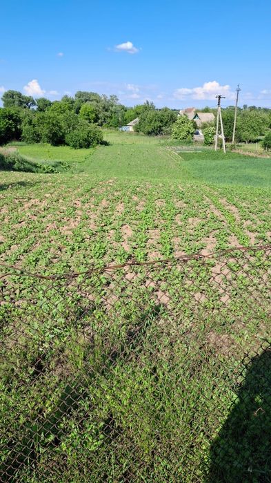 Продам приватизированный участок 10 соток под застройку, с. Киинка (ул. Шевченко)