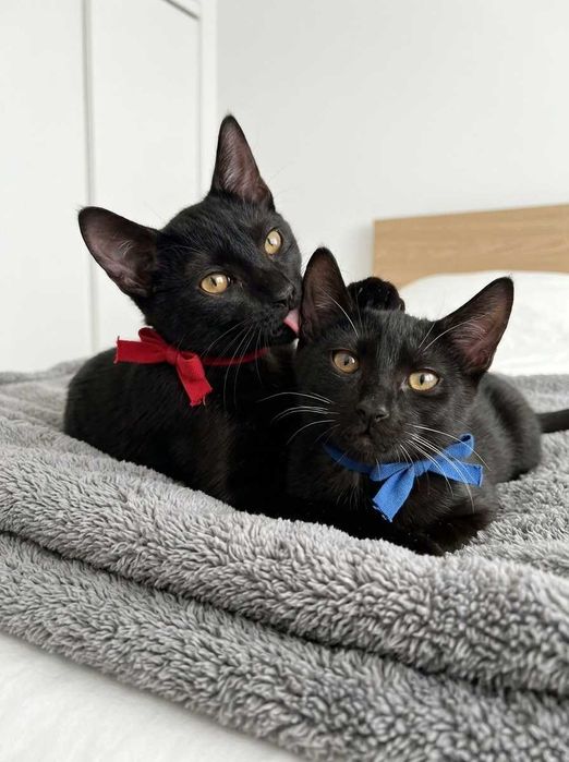 Setúbal / Margem Sul / Lisboa — Simba e Benjamim, gatinhos para adoção