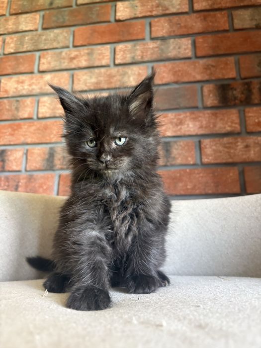 Kotka Maine Coon
