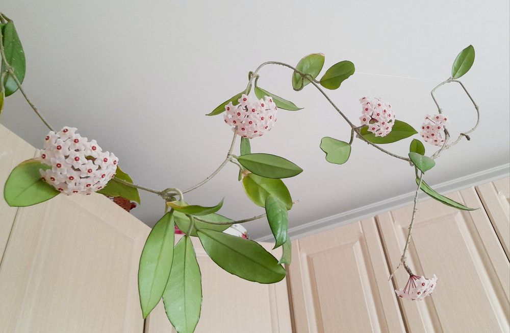 Хойя карноза  восковий плющ