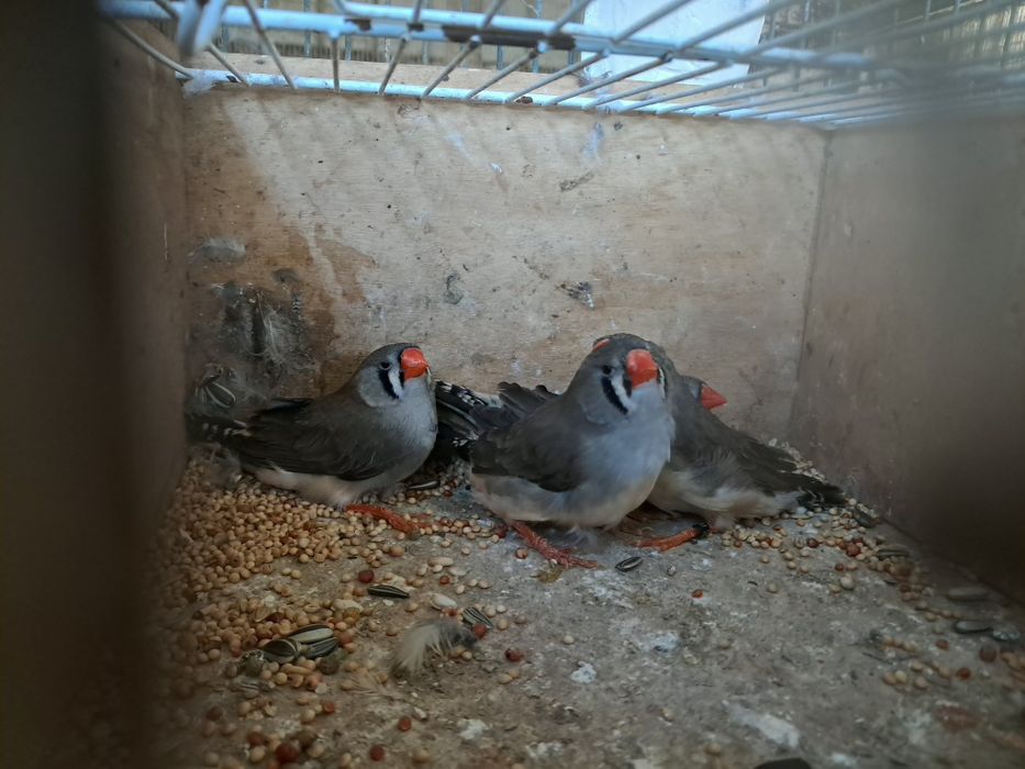 Mandarins gigantes exposição