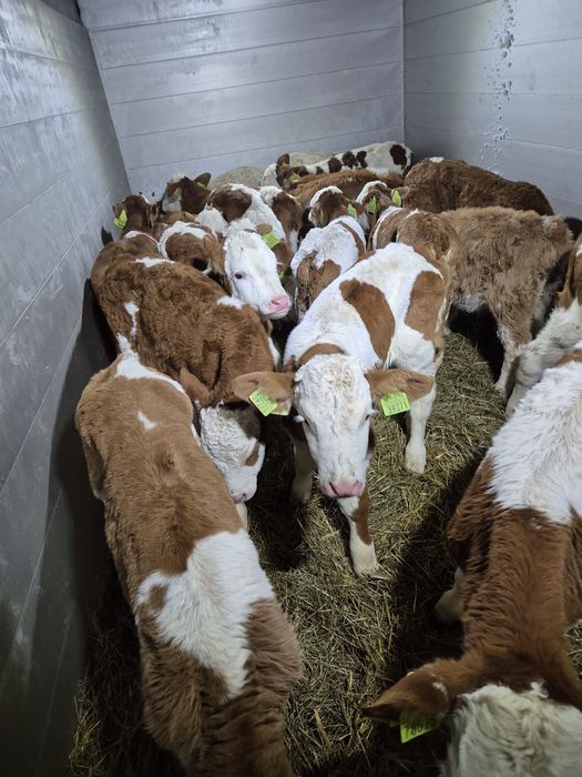 Byczki mięsne cielęta Klimontow