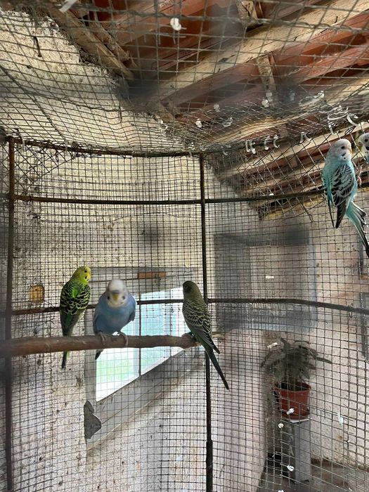 Periquitos Australianos Portador de Blackface