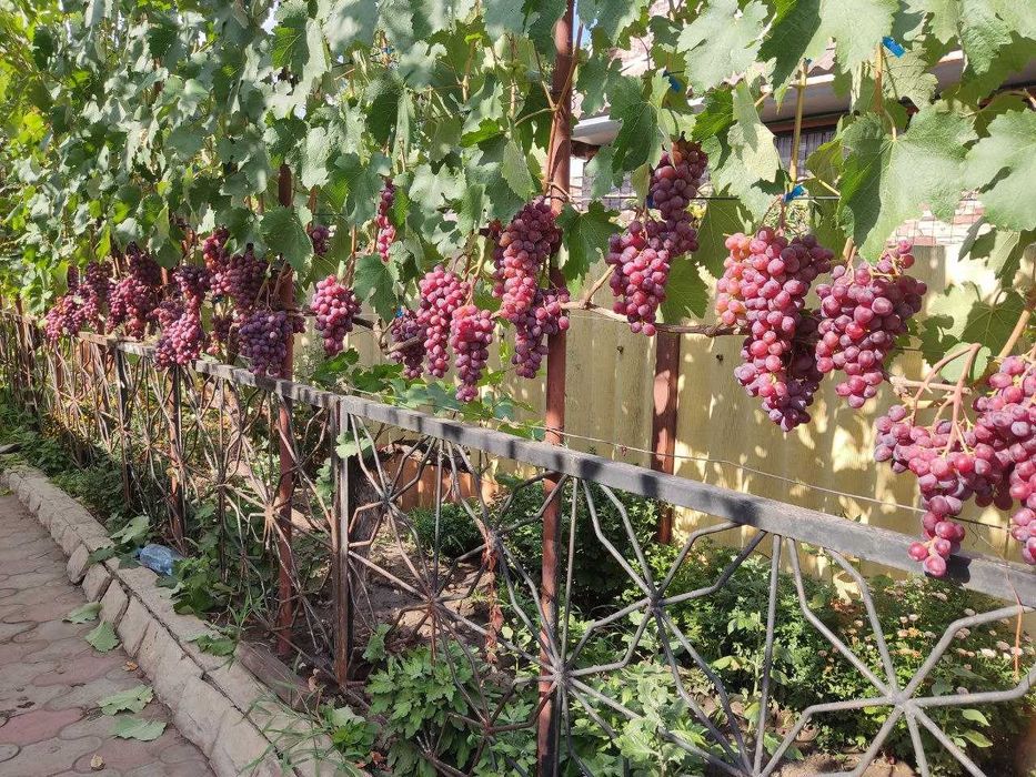 Саджанці винограду опт, роздріб.
