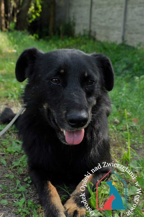 Bardzo przyjazny piesek Pedro szuka domu!