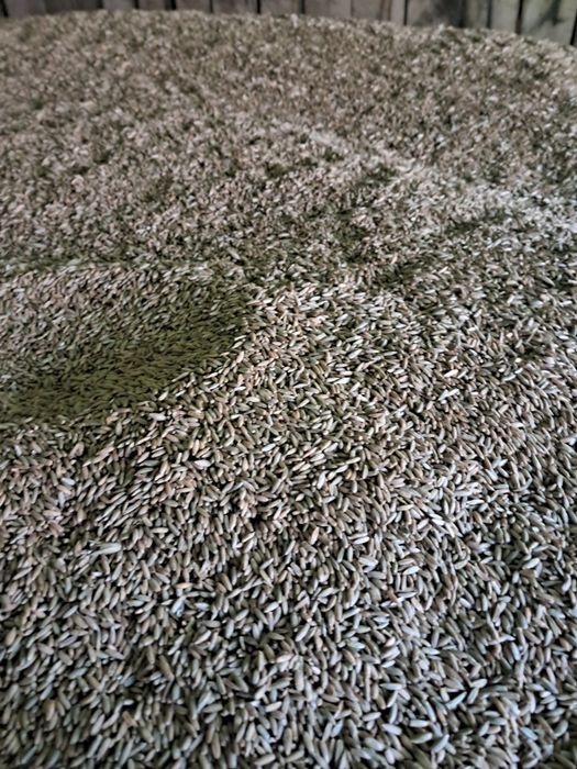 Sprzedam żyto zbiór 2025r